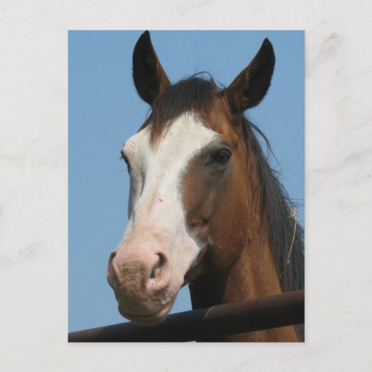 Heb je wortelen? briefkaart (Voorkant)