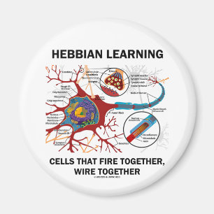 Hebbian Learning Cells Fire Together Wire Samen Magneet