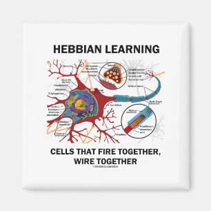Hebbian Learning Cells Fire Together Wire Samen Magneet
