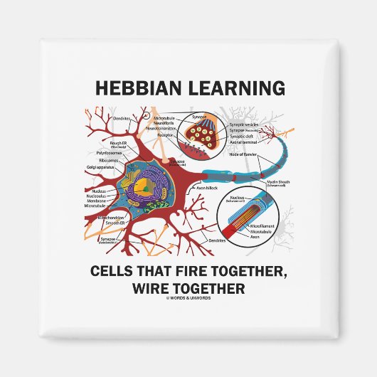 Hebbian Learning Cells Fire Together Wire Samen Magneet (Voorkant)