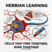 Hebbian Learning Cells Fire Together Wire Samen Planner