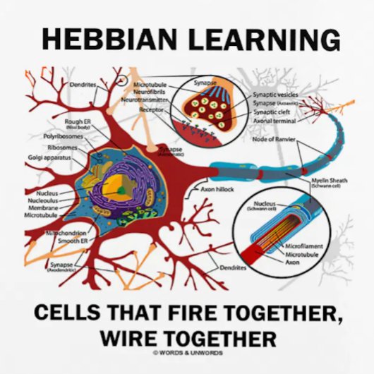 Hebbian Learning Cells Fire Together Wire Samen Planner