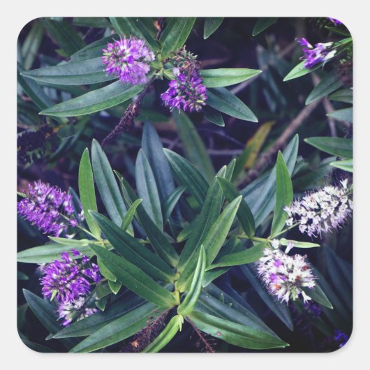 Hebe Mauve Fingers Stickers (Voorkant)