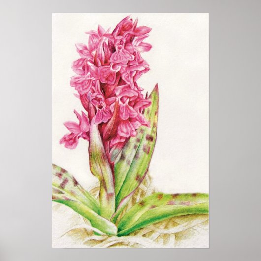 Hebrideaui orchid: Dactylorhza majalis Poster (Voorkant)