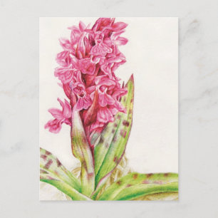 Hebrideaui orchid fine art waterverf briefkaart