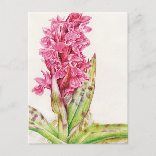 Hebrideaui orchid fine art waterverf briefkaart (Voorkant)
