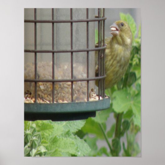 Hebzuchtige Groene Vink Print (Voorkant)