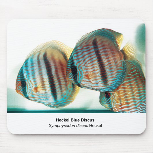 Heckel Blue Discusのマウスパッド Muismat (Voorkant)