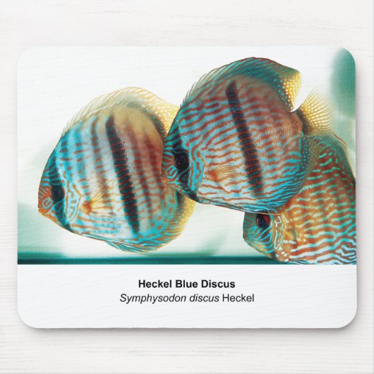 Heckel Blue Discus Muismat (Voorkant)