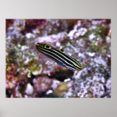 Hector's Goby Poster (Voorkant)