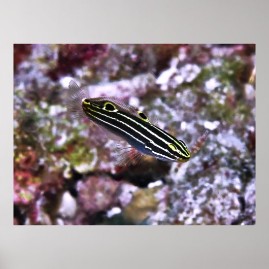 Hector's Goby Poster (Voorkant)