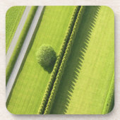 Hedge in The Hamptons Onderzetter (Voorkant)