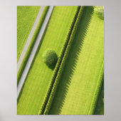 Hedge in The Hamptons Poster (Voorkant)