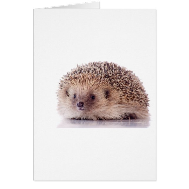 Hedgehog, (Voorkant)