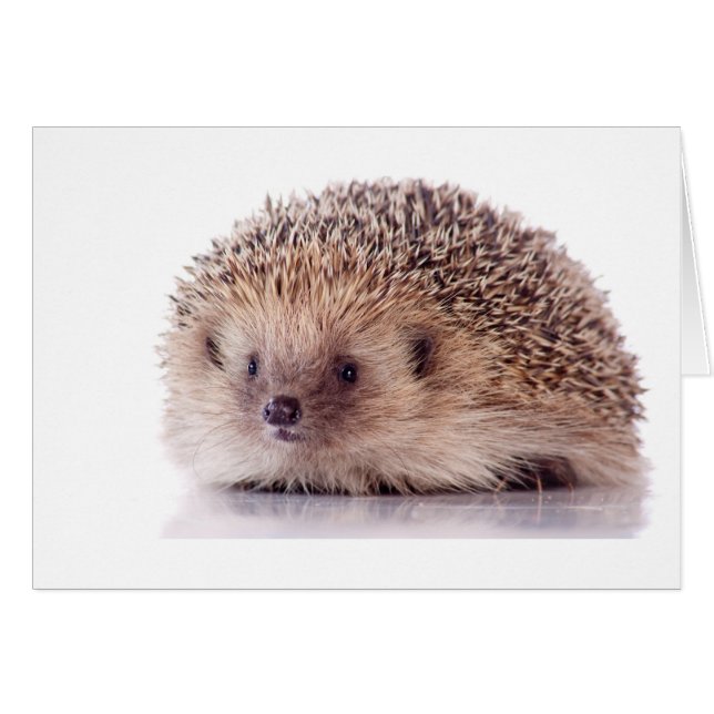 Hedgehog, (Voorkant Horizontaal)