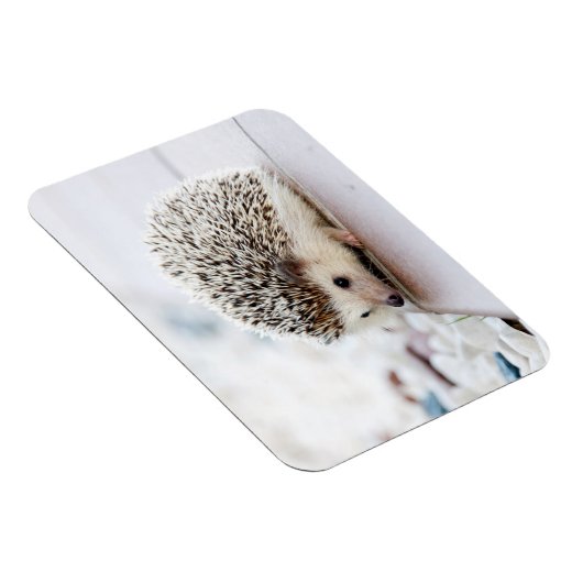 Hedgehog Baby Magneet (Rechterzijde)