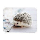 Hedgehog Baby Magneet (Horizontaal)