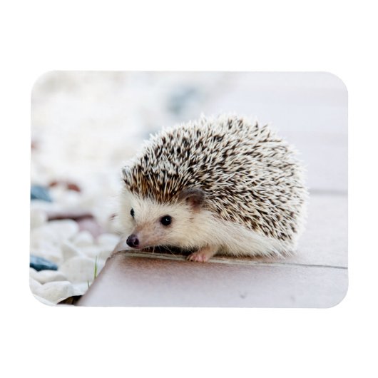 Hedgehog Baby Magneet (Horizontaal)