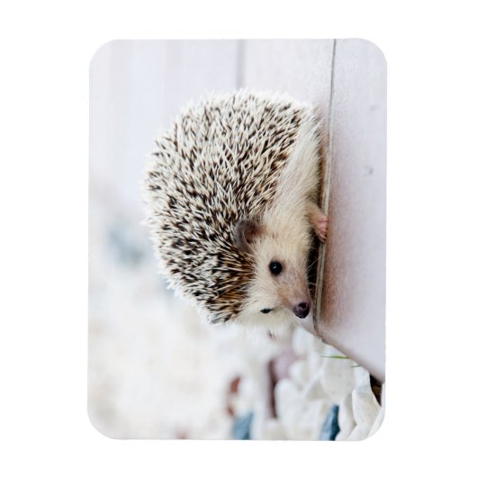 Hedgehog Baby Magneet (Verticaal)