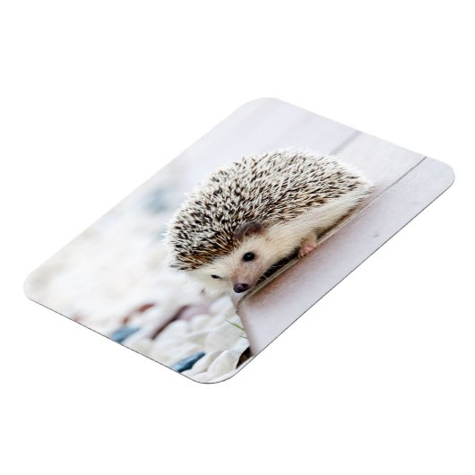 Hedgehog Baby Magneet (Linkerzijde)