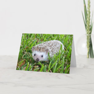 Hedgehog Blank Card Feestdagen Kaart