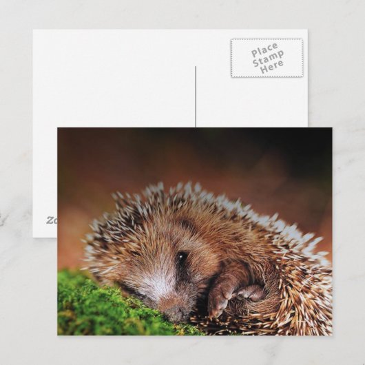 HEDGEHOG BRIEFKAART (Voorkant / Achterkant)