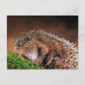 HEDGEHOG BRIEFKAART (Voorkant)