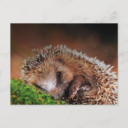 HEDGEHOG BRIEFKAART (Voorkant)