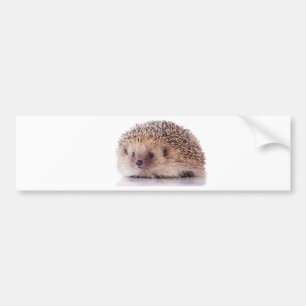 Hedgehog, Bumpersticker