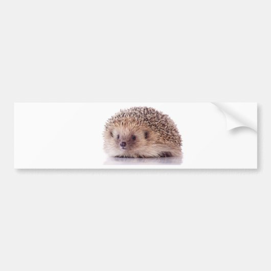 Hedgehog, Bumpersticker (Voorkant)