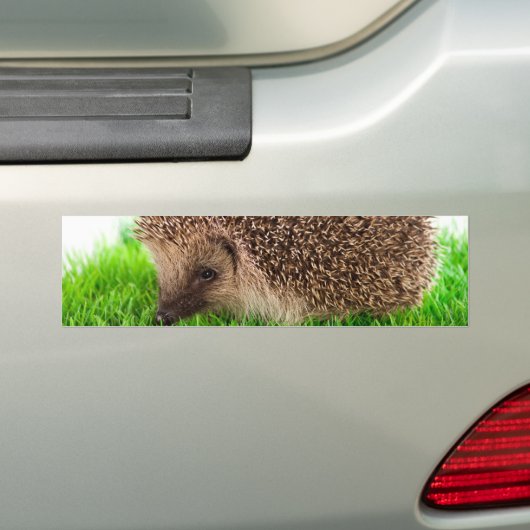 Hedgehog Bumpersticker (Op auto)