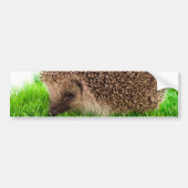 Hedgehog Bumpersticker (Voorkant)