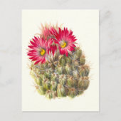 Hedgehog cactus-Briefkaart Briefkaart (Voorkant)