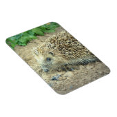 Hedgehog Care Premium Magnet Magneet (Rechterzijde)