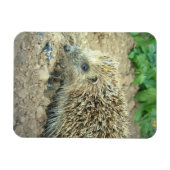 Hedgehog Care Premium Magnet Magneet (Horizontaal)