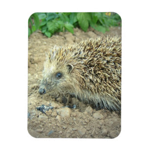 Hedgehog Care Premium Magnet Magneet