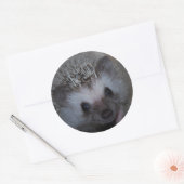 Hedgehog Face Stickers (Envelop)