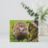 Hedgehog in het Forest Photo Briefkaart (Staand voorkant)