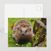 Hedgehog in het Forest Photo Briefkaart (Voorkant / Achterkant)