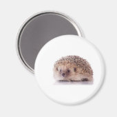 Hedgehog, Magneet (Voorkant / Achterkant)