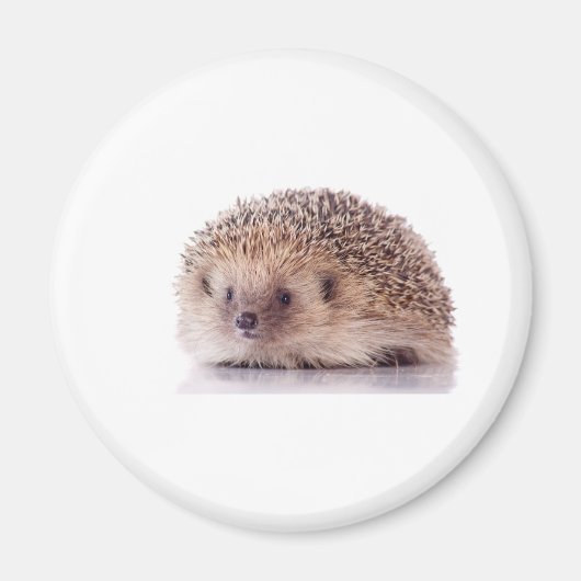 Hedgehog, Magneet (Voorkant)