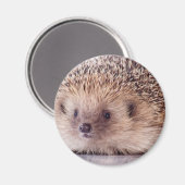 Hedgehog, Magneet (Voorkant / Achterkant)