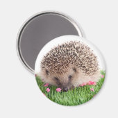 hedgehog, magneet (Voorkant / Achterkant)