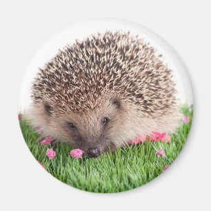 hedgehog, magneet
