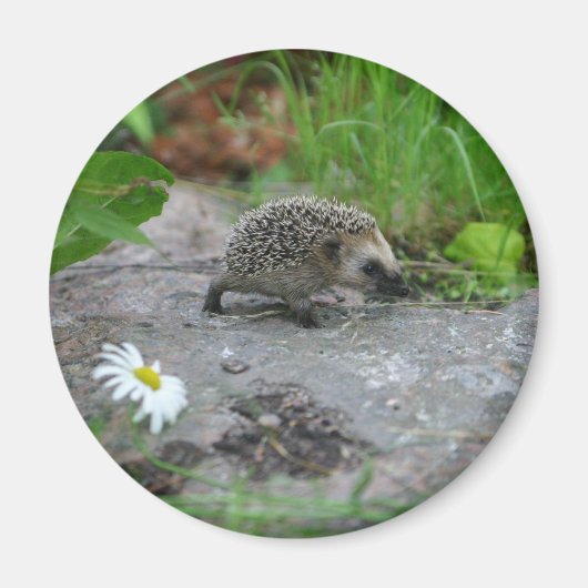Hedgehog magneet - aanpasbaar (Voorkant)
