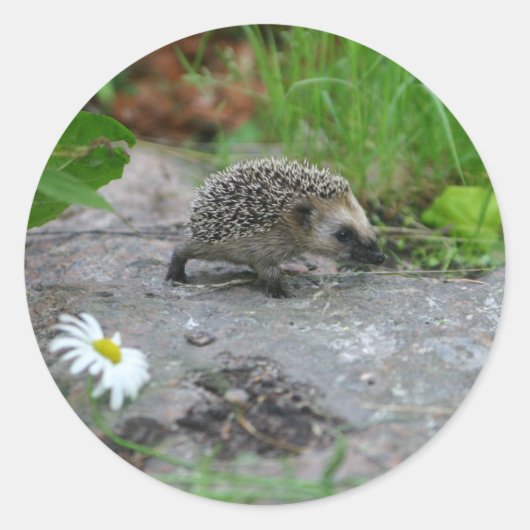 Hedgehog stickers - aanpasbaar (Voorkant)