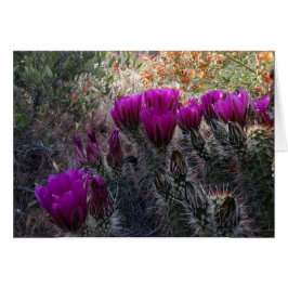 Hedgel Cactus Magenta Flowers Arizona Southwest