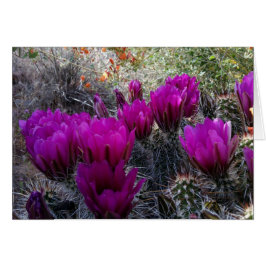 Hedgel Cactus Magenta Flowers Arizona Southwest