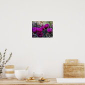 Hedgel Cactus Magenta Flowers Arizona Southwest Poster (Keuken)