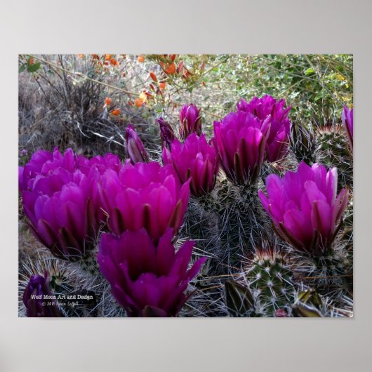 Hedgel Cactus Magenta Flowers Arizona Southwest Poster (Voorkant)